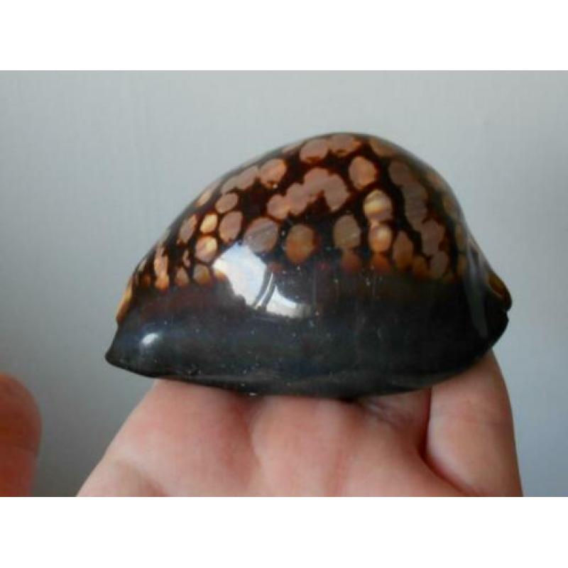 Schelpen: Grote Mauritia mauritiana – 8,7cm