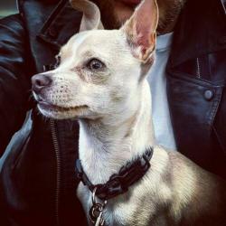 Prachtig stoere chihuahua dekreu.