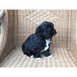 kl. middelslag Boomer x Tibetaanse terrier pups..Zo Leuk!!