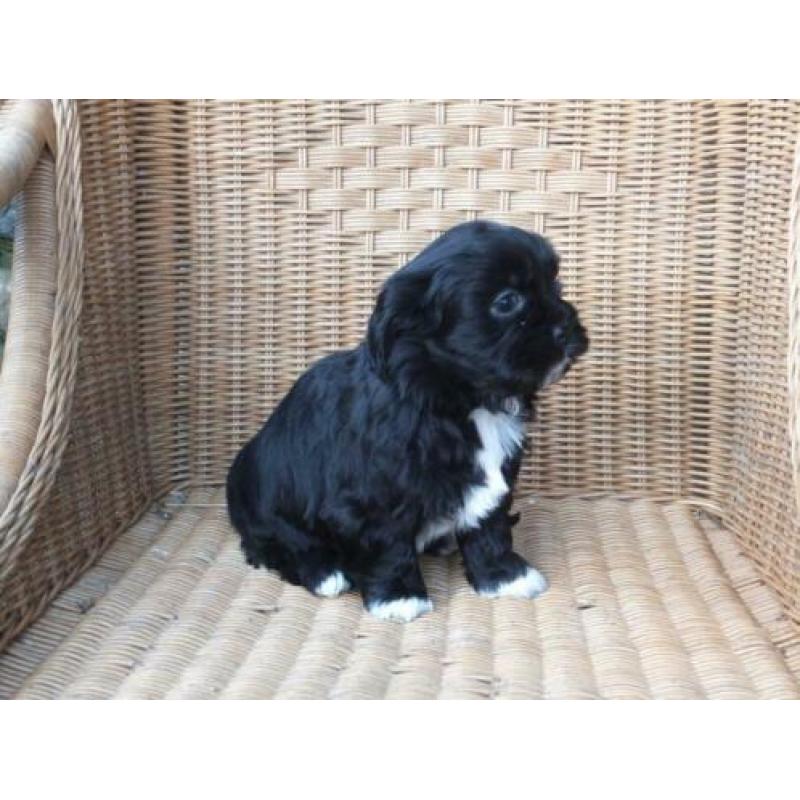 kl. middelslag Boomer x Tibetaanse terrier pups..Zo Leuk!!