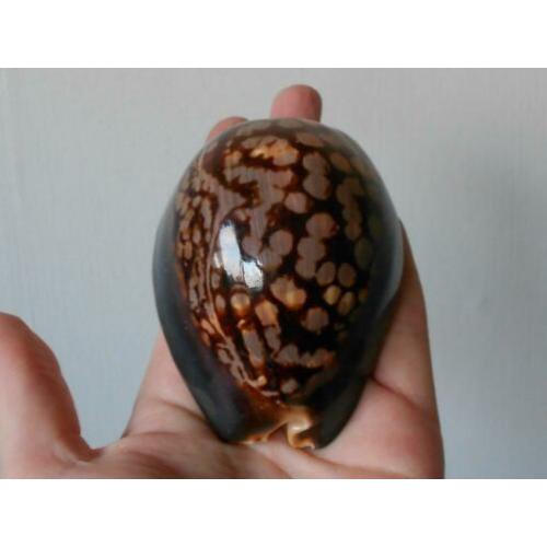 Schelpen: Grote Mauritia mauritiana – 8,7cm