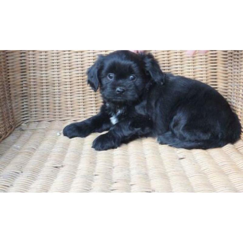 kl. middelslag Boomer x Tibetaanse terrier pups..Zo Leuk!!