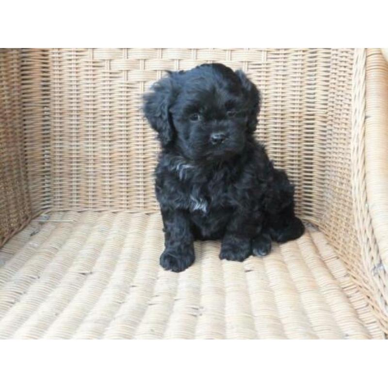 kl. middelslag Boomer x Tibetaanse terrier pups..Zo Leuk!!