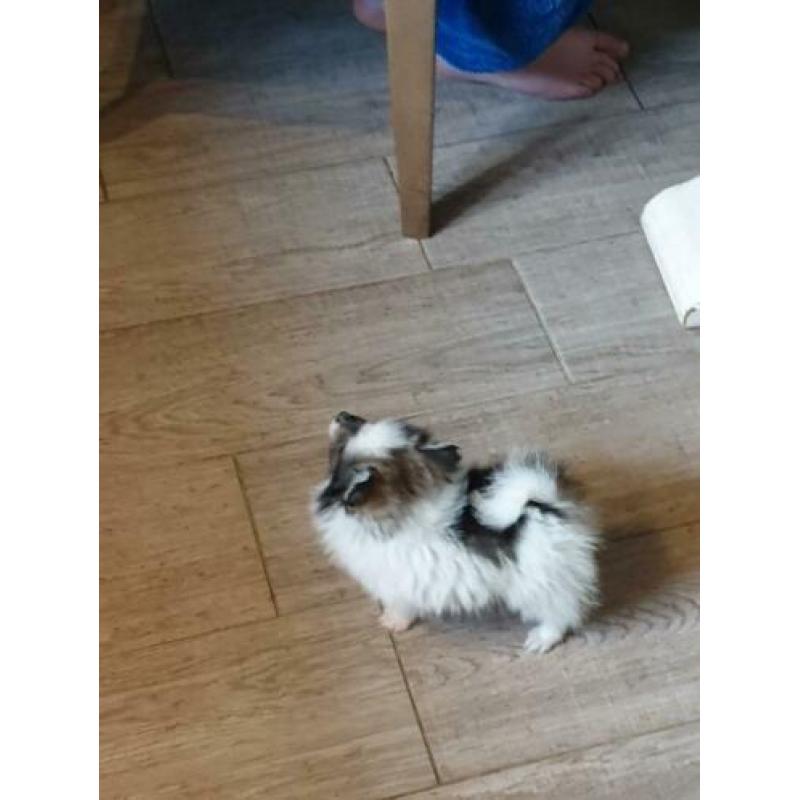 Mooie pomeriaan pup reutje