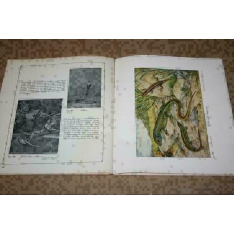 Dierkunde Album - Met kleurenplaten - 1930 !!