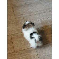 Mooie pomeriaan pup reutje