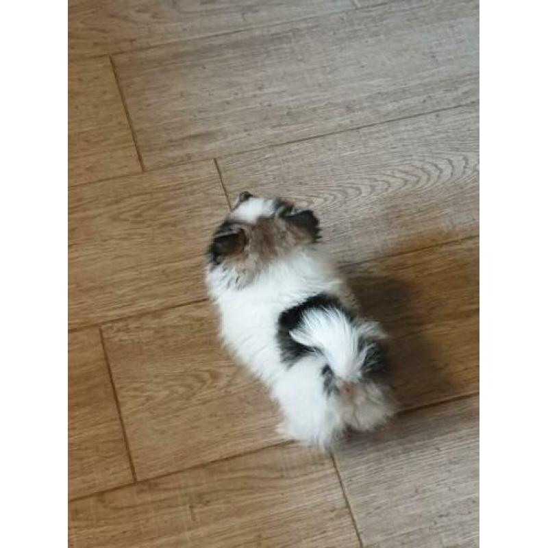 Mooie pomeriaan pup reutje