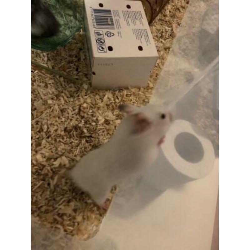 Goudhamsters te koop