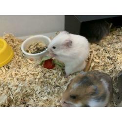 Goudhamsters te koop