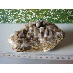 Mooi stuk Hondentand Calciet.203.3