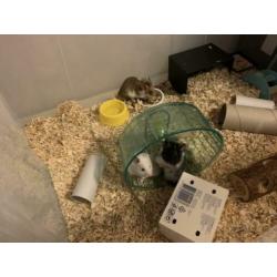 Goudhamsters te koop