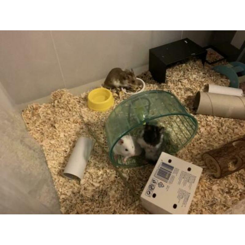 Goudhamsters te koop