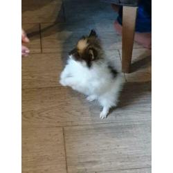 Mooie pomeriaan pup reutje