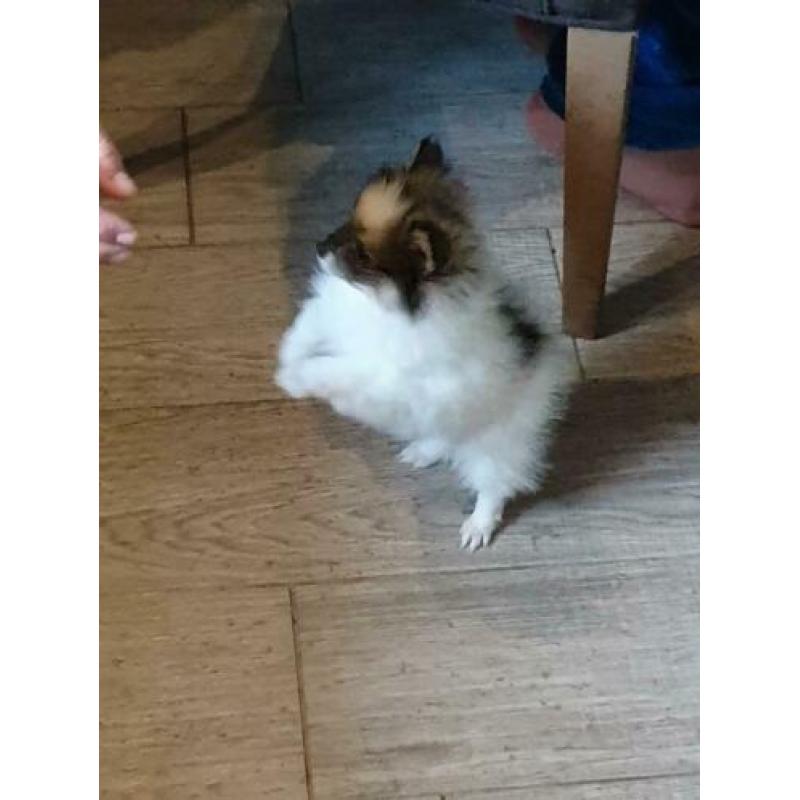 Mooie pomeriaan pup reutje
