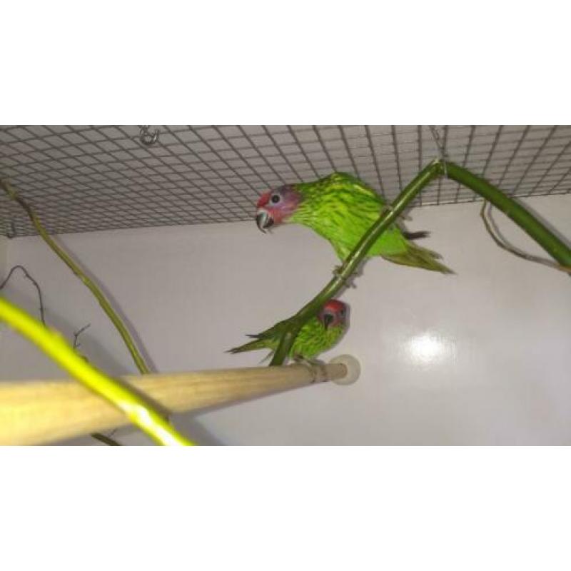 Lori-lorie