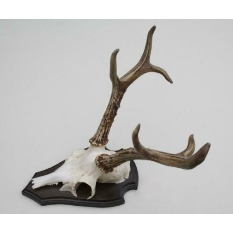 Groot GEWEI SIBERISCH REE op schild (ref. C)