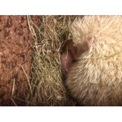 Geboren vier witbuik egeltjes op 2 maart