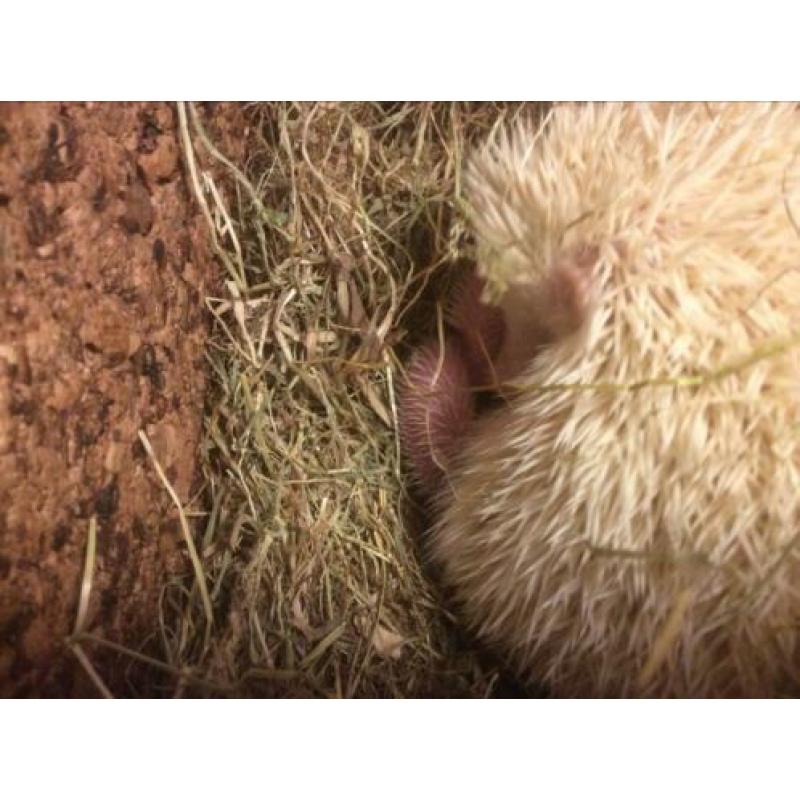 Geboren vier witbuik egeltjes op 2 maart