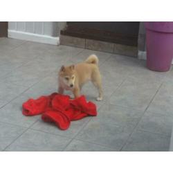 zeer mooie shiba inu pups te koop