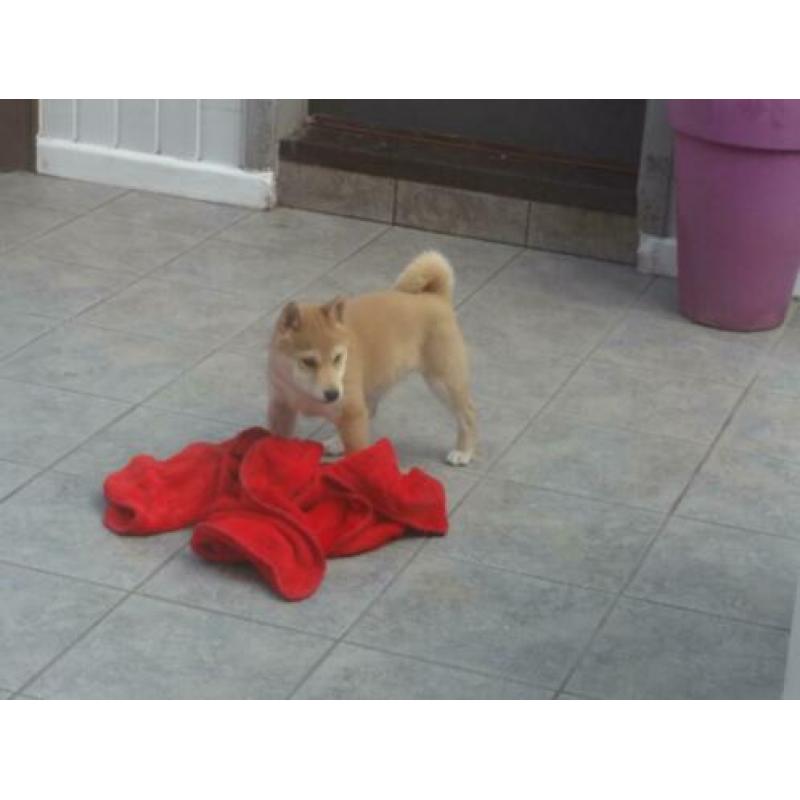 zeer mooie shiba inu pups te koop