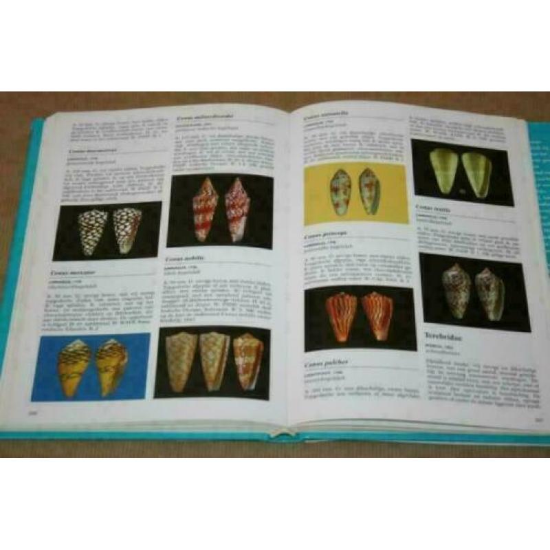 Geïllustreerde Schelpen Encyclopedie !!