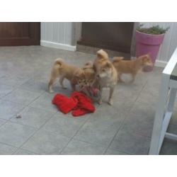 zeer mooie shiba inu pups te koop