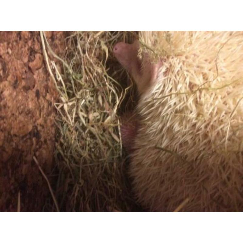 Geboren vier witbuik egeltjes op 2 maart