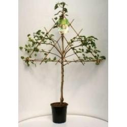 Goedkope fruitbomen, appelbomen, perenbomen en leifruitbomen