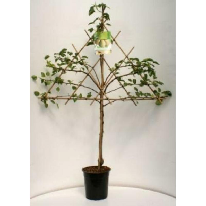 Goedkope fruitbomen, appelbomen, perenbomen en leifruitbomen