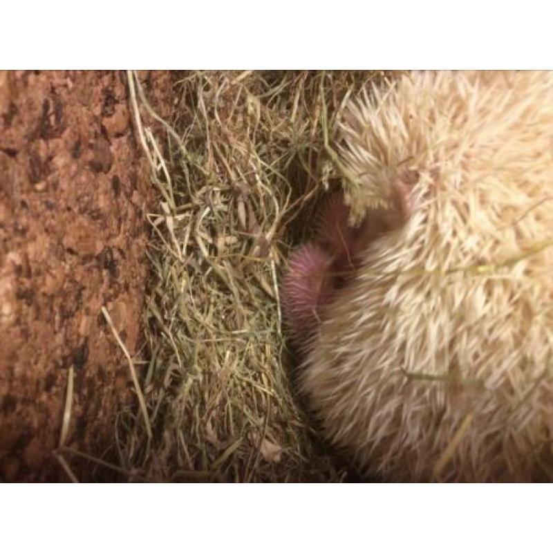 Geboren vier witbuik egeltjes op 2 maart