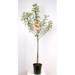 Goedkope fruitbomen, appelbomen, perenbomen en leifruitbomen