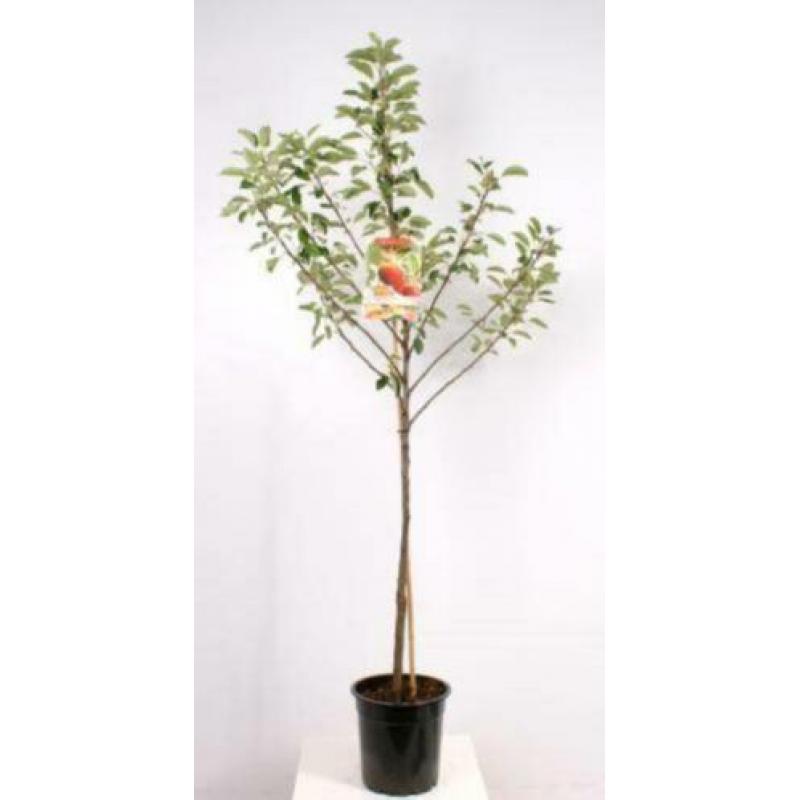 Goedkope fruitbomen, appelbomen, perenbomen en leifruitbomen