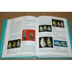 Geïllustreerde Schelpen Encyclopedie !!