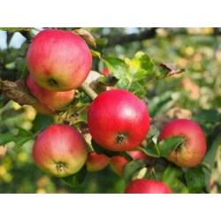 Goedkope fruitbomen, appelbomen, perenbomen en leifruitbomen