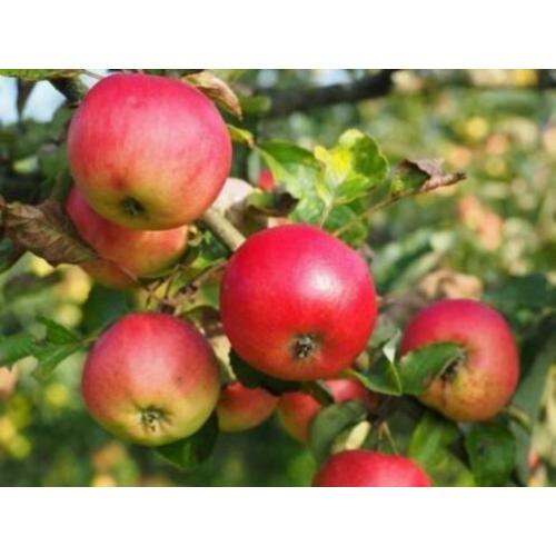 Goedkope fruitbomen, appelbomen, perenbomen en leifruitbomen