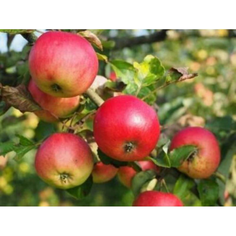 Goedkope fruitbomen, appelbomen, perenbomen en leifruitbomen