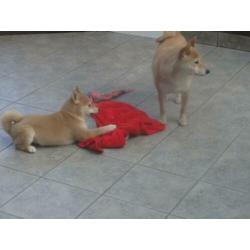 zeer mooie shiba inu pups te koop