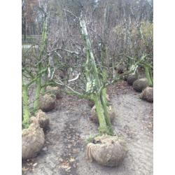 Goedkope fruitbomen, appelbomen, perenbomen en leifruitbomen