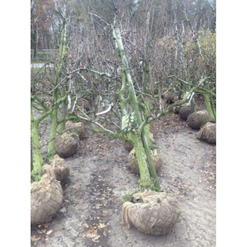 Goedkope fruitbomen, appelbomen, perenbomen en leifruitbomen