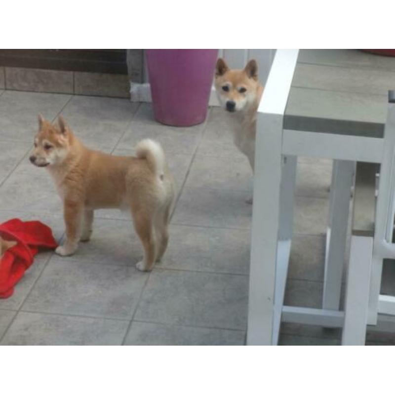 zeer mooie shiba inu pups te koop
