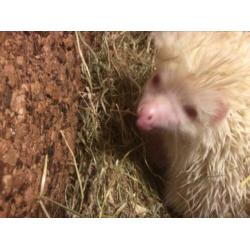 Geboren vier witbuik egeltjes op 2 maart