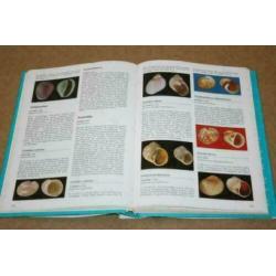 Geïllustreerde Schelpen Encyclopedie !!