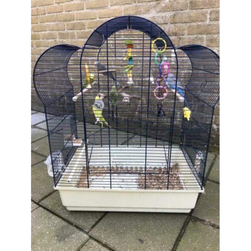 Grasparkiet 5 stuks met speeltjes en kooi