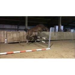 Brave d pony