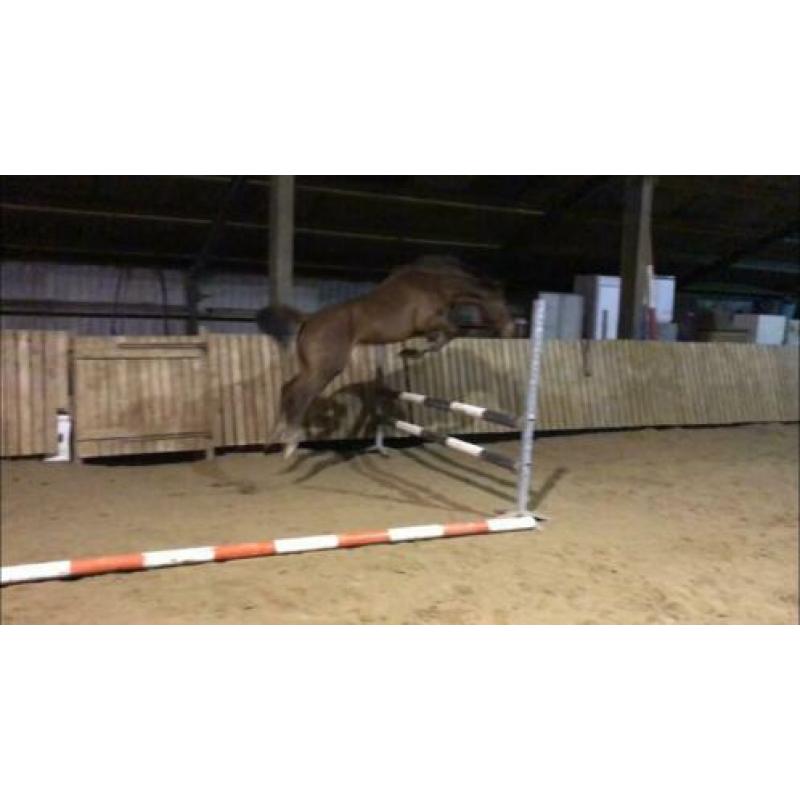 Brave d pony