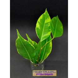 Treurvijg dwerg bont (Ficus benjamina 'Variegata') geworteld