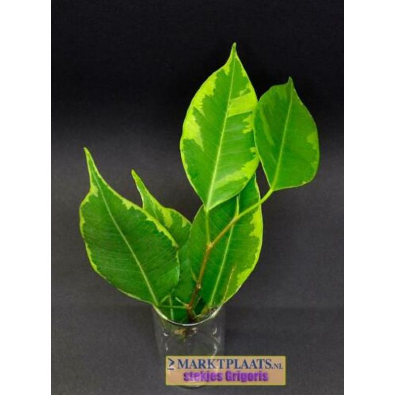 Treurvijg dwerg bont (Ficus benjamina 'Variegata') geworteld