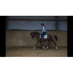 Brave d pony