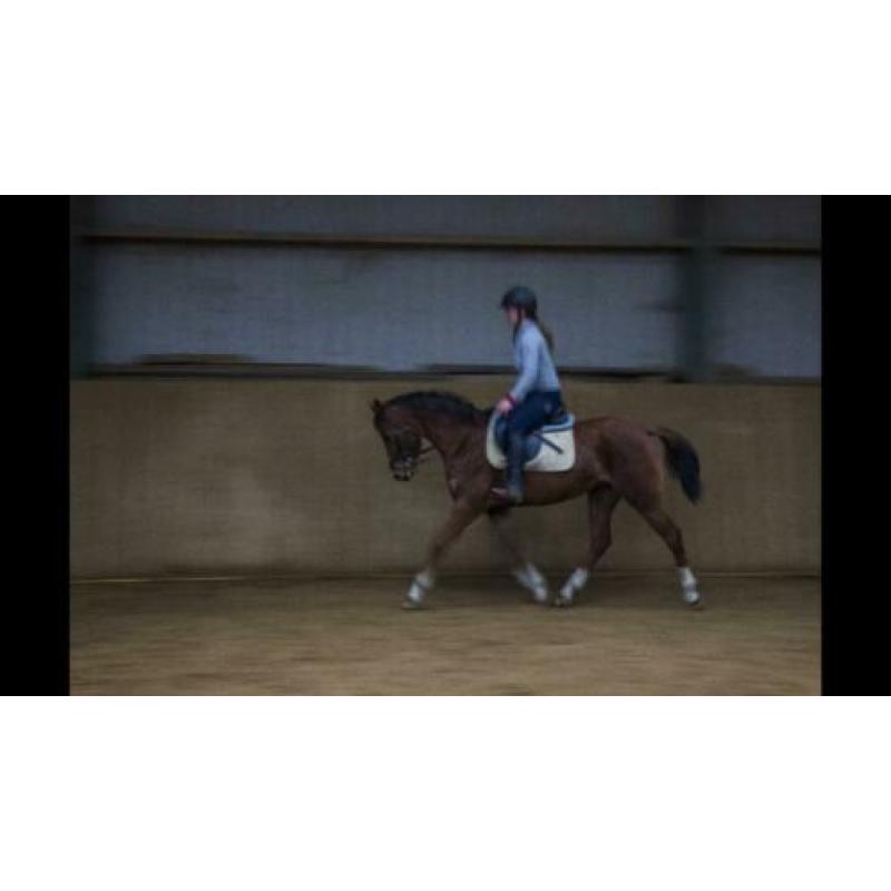 Brave d pony
