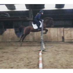 Brave d pony